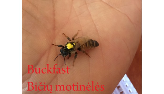 Buckfast bičių motinėlė - Neporuota 2023 SEZONUI