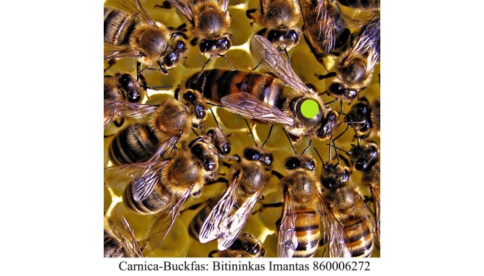 Karnika bičių motinėlė(carnica) - Neporuota 2022 SEZONUI