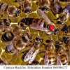 Karnika bičių motinėlė(carnica) - Neporuota 2022 SEZONUI